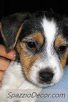 Oyuncak Fare Terrier Bilgi