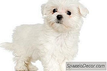 Traditionelle Welpenschnitte