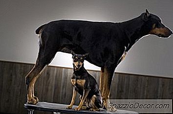 Treinamento De Filhotes De Cachorro Do Doberman