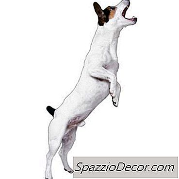 Training Parson Russell Terriers