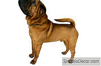 Melatih Anjing Shar-Pei