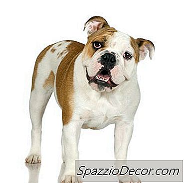 Training Staffordshire Bull Terriers And American Bulldog Mixes
