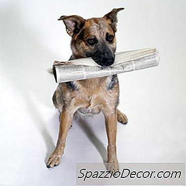 Rasgos Y Comportamientos Del Blue Heeler Dog