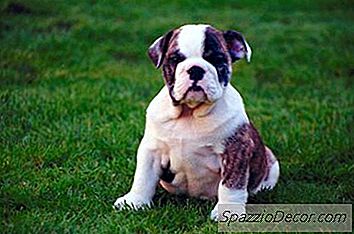 Il Trattamento Dell'Eccessivo Spargimento In Un Cucciolo Di Bulldog Inglese