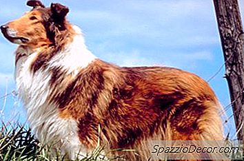 修剪牧羊犬的外套