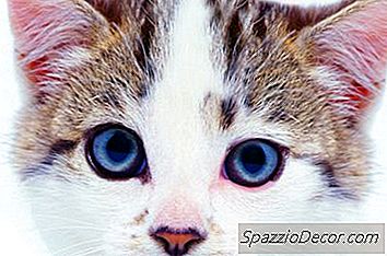 Două Ochi Colorați La Pisici 2020