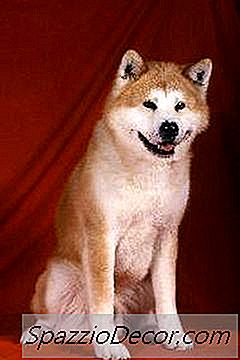 Tipos De Akita