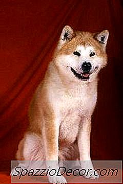 Types D'Akita