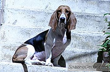 Basset Hounds Türleri
