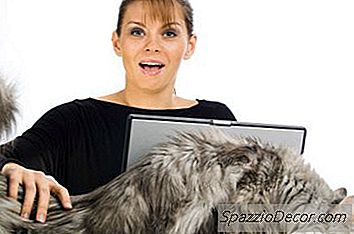 Rodzaje Dużych Ras Kotów Domowych