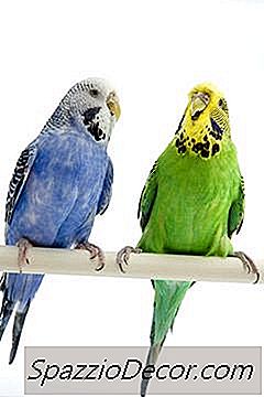 Typer Av Budgie Birds