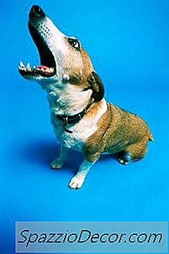 Tipos De Supresores De La Tos Para Perros