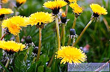 Types De Plantes Que Je Peux Mettre Dans Une Volière Cockatiel