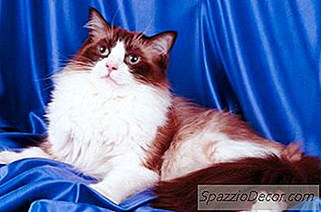 Tipos De Gatos Ragdoll
