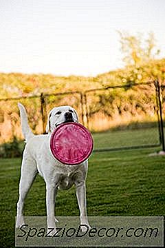 Arten Von Drahtfechten Für Hunde