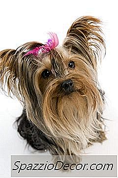 Soorten Yorkie-Kapsels Voor Yorkshire Terriers
