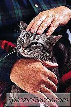 Comportamento Do Gatinho Não Castrado