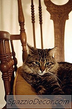 Sindromul Intestinului Inflamator Netratat La Pisici