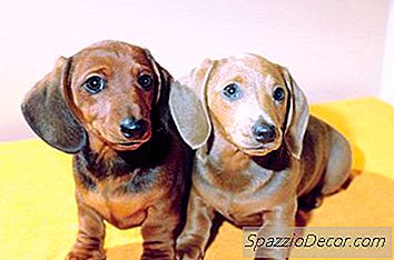 Dachshunds E