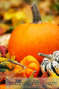 南瓜的菜替代品为猫