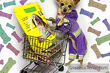 獣医が推奨するドッグフード