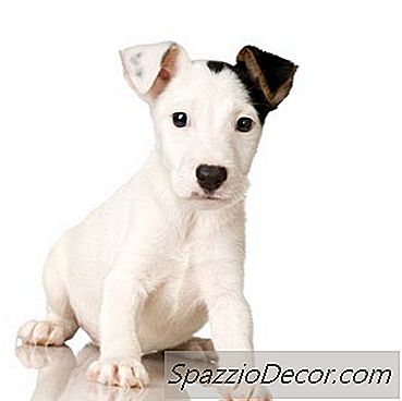 Vinagre E Borrifo De Água Para Filhotes De Cachorro