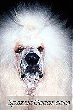 Lavar E Cuidar De Um Poodle