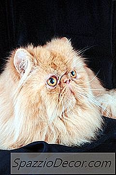 Lavando O Rosto De Um Gato Persa