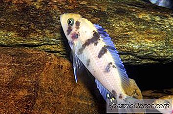 Maneiras De Aumentar A Dureza Em Um Aquário