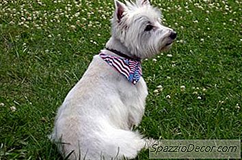 Problemas De Pele De Westie