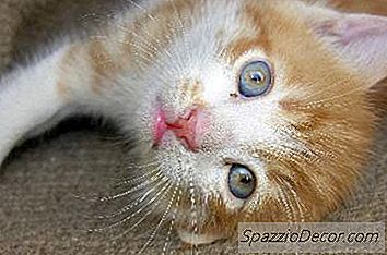 猫は何歳から脱毛し始めますか？