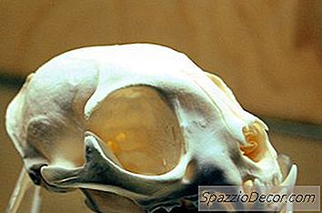 Z Akého Zvieraťa Sa Vyvinuli Všetky Mačky?