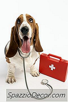 कुत्तों के काटने के कारण क्या हैं?