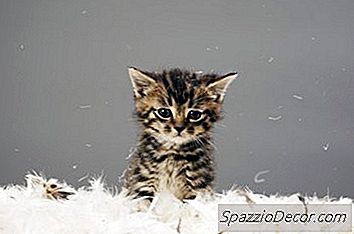 小猫癫痫发作的原因是什么？