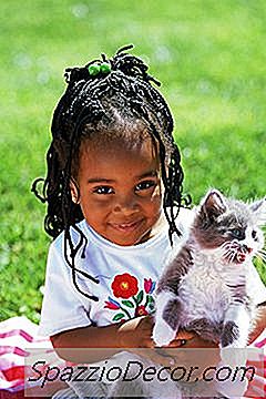 Was Sind Die Ursachen Von Geschwollenen Bäuchen Bei Kätzchen?