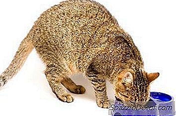 Quais São As Causas De Ganho De Peso Em Gatos?