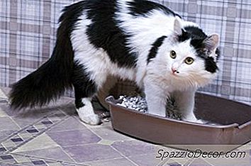 가장 강한 고양이 쓰레기통 라이너는 무엇입니까?