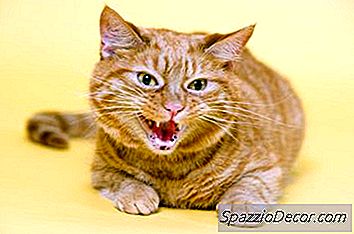 Was Machen Katzen, Wenn Sie Wütend Sind?