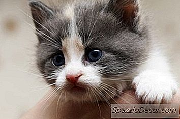 Quais São As Formas De Acalmar Um Gatinho?