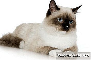 什么是猫头上的胡须？