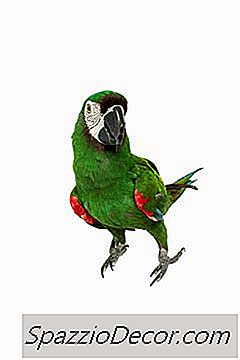 Hangi Kuşlar Konuşabilir Ve Uzun Bir Süre Yaşayabilir?