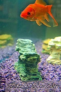 Cosa Può Accadere Se Un Pesce Rosso Viene Sovraccaricato?