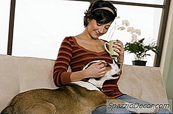 O Que Pode Acontecer Se O Seu Cão Beber Café?