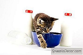 O Que Um Gatinho Pode Beber?