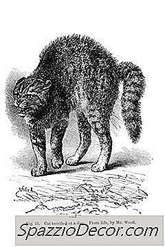 Wat Kan Een Kattenstaart Twee Keer Zo Groot Maken?