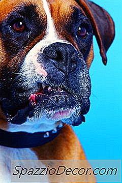 O Que Pode Fazer Um Cão Rosnar De Repente Em Alguém Que Ele Ama?