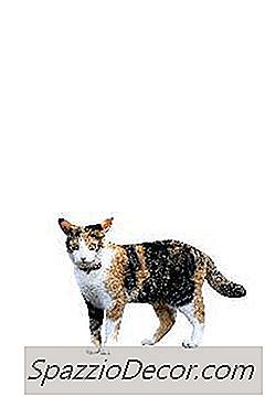 Welke Kattenwormen Eruit Zien