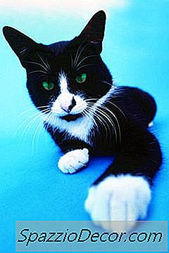 Quali Sono Le Cause Per Cui I Gatti Hanno Dita Extra?