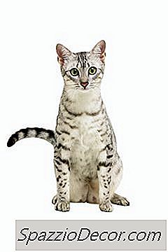 O Que Faz Com Que Os Gatos Perdem Pele No Pescoço?