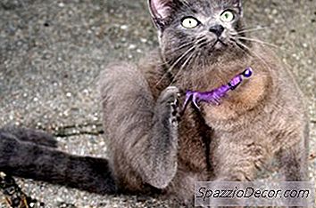 Quali Sono Le Cause Mange In Cats?